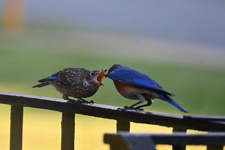 An Eastern Bluebird and baby
