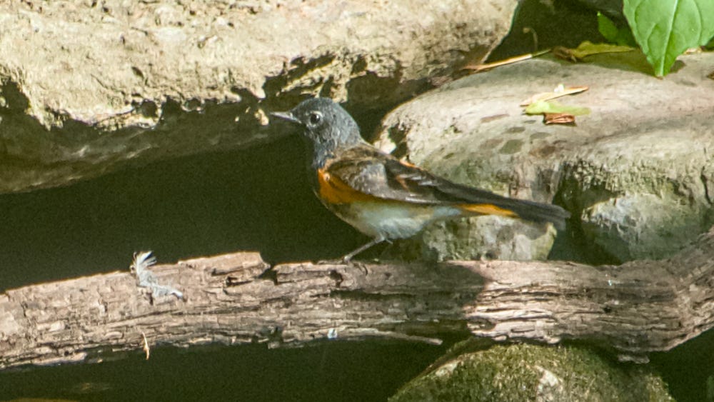 American Redstart American Redstart