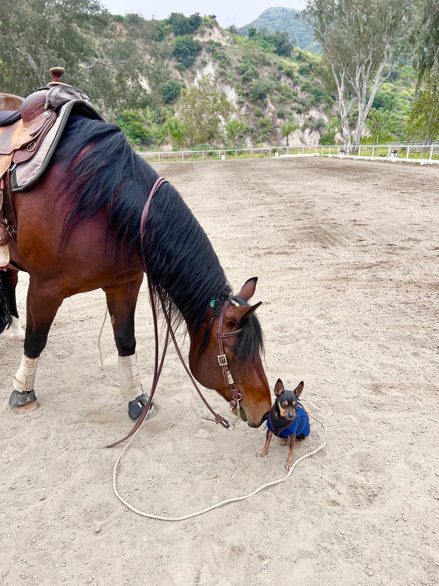 brown horse smelling a small black dog