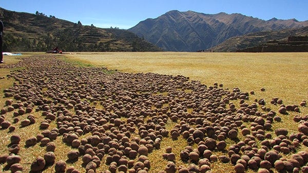 patatas incas siendo liofilizadas