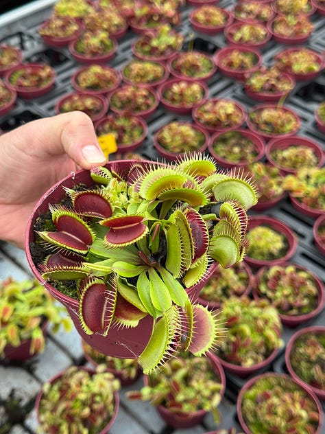 Welcome to Laguna Plants - by Mr Plant Geek