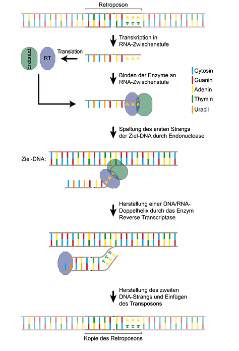 Die Mechanismen, mit denen sich Transposons im Genom bewegen