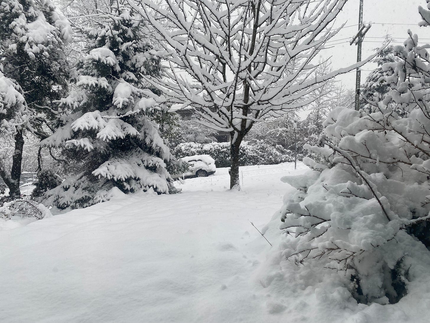 A photo of my front yard, covered in a thick blanket of snow which reaches the lower branches of an evergreen in the left corner. A bare cherry tree is to its right, and in the lower right foreground are more buried branches, a rosemary bush and a bare shrub. Across the street, a snow-covered station wagon is just visible.