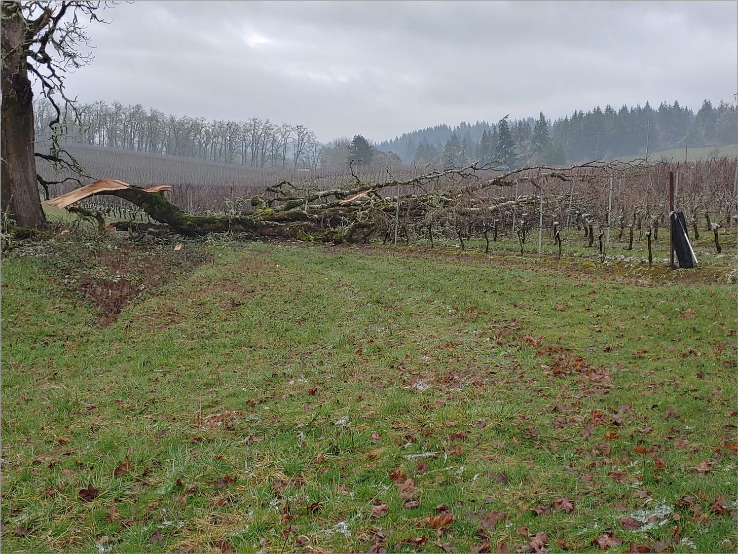 Oak tree branch fallen on Pommard Clone Pint Noir during the Ice Storm of 2011.