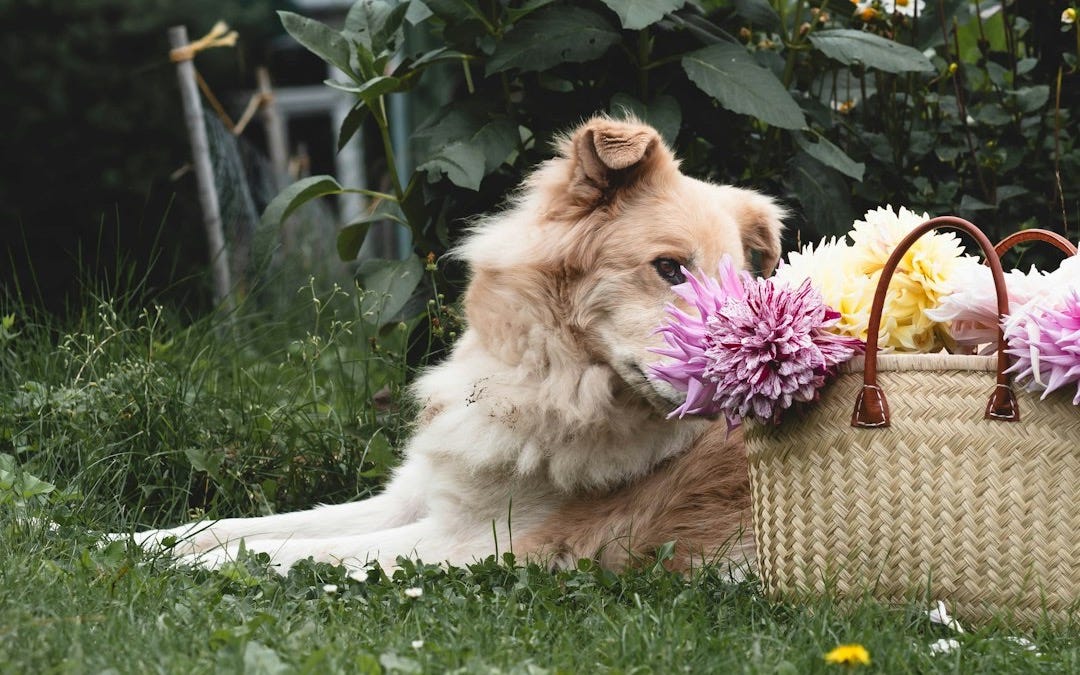 a dog sitting in the grass with a basket of flowers a dog sitting in the grass with a basket of flowers