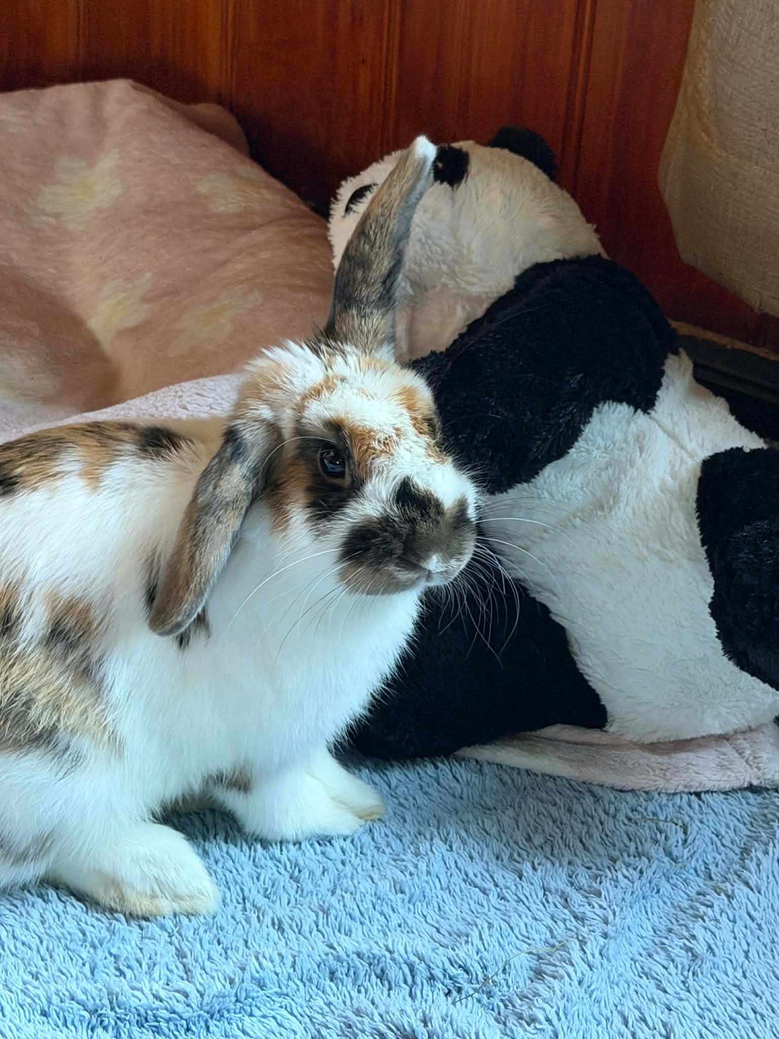 Max Arrived with his Toy Panda