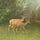 Fawn on the Road