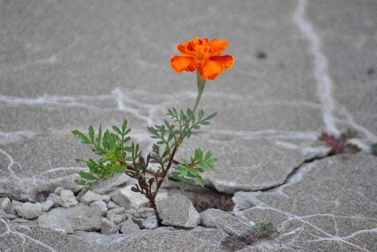 The Art of Resilience - Art Therapy Spot The Art of Resilience - Art Therapy Spot