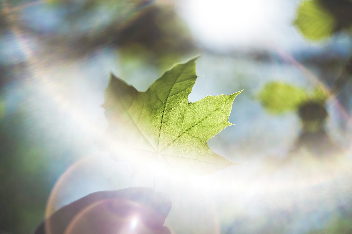leaf, michelle cowles