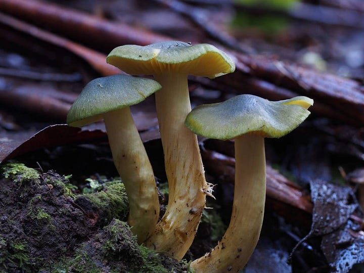 Cortinarius austrovenetus
