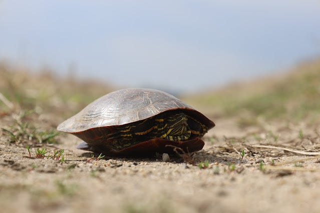 another Painted Turtle