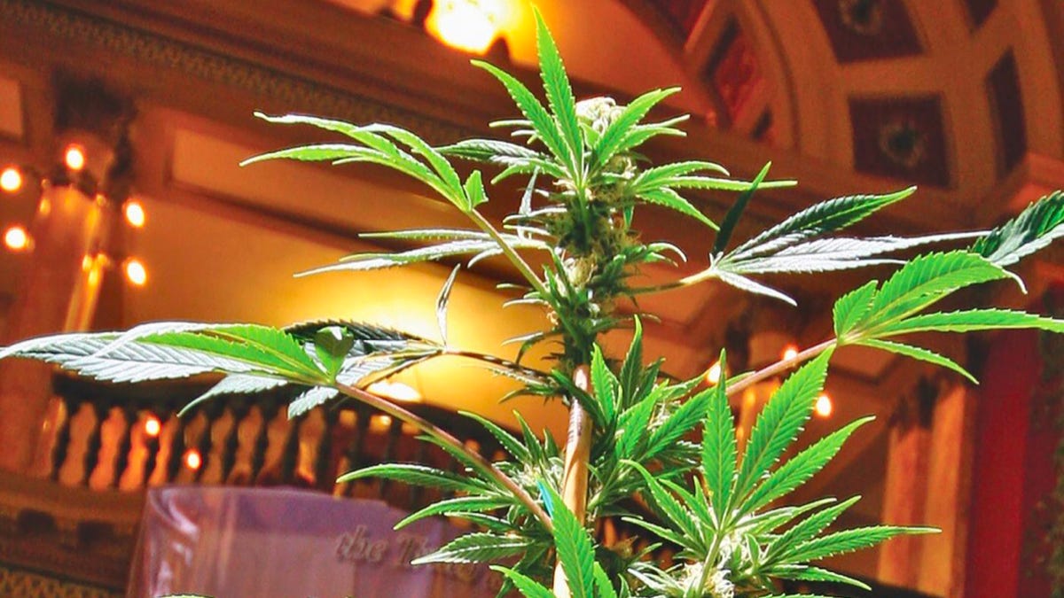 marijuana montana marijuana montana