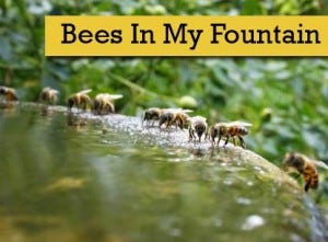 bees-300x221
