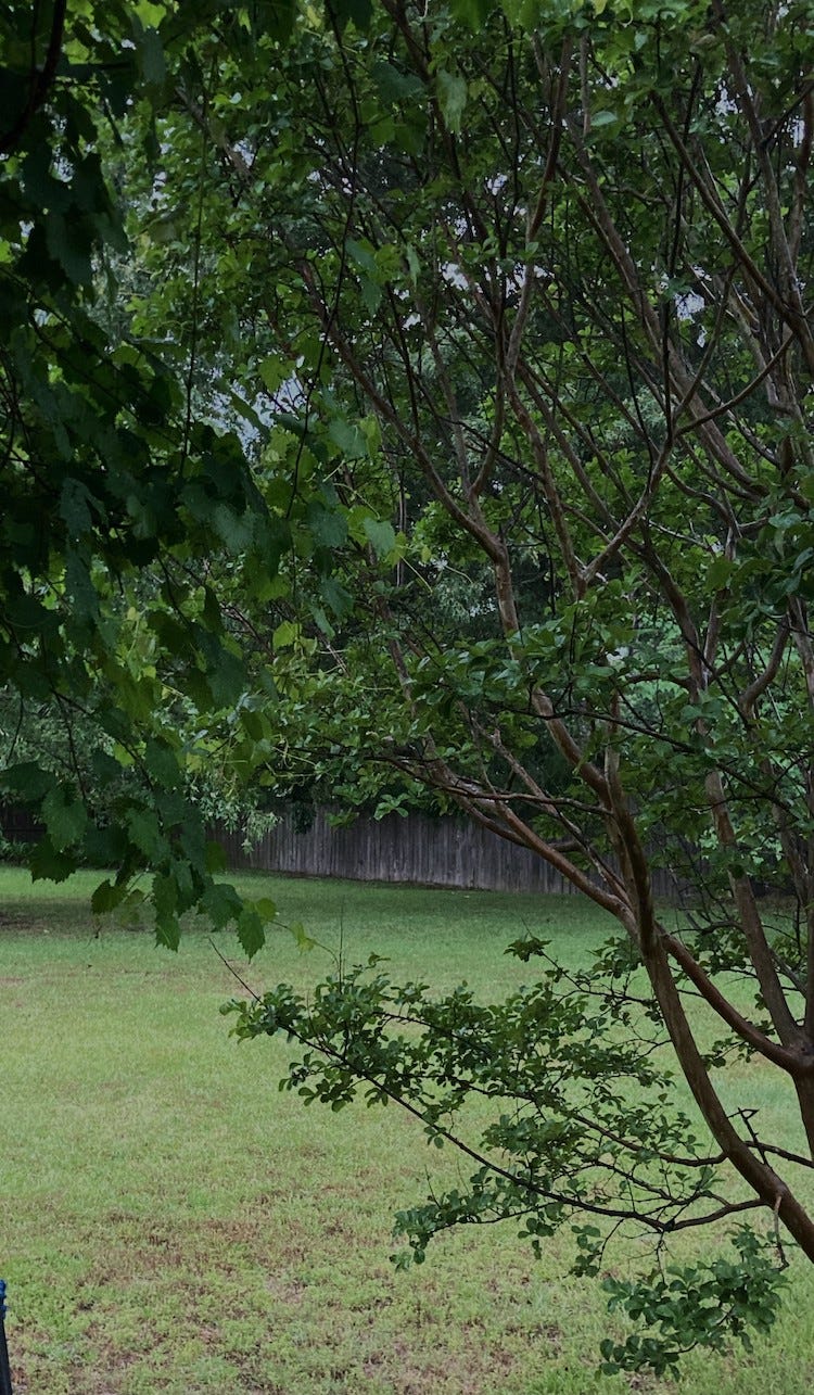 Trees - gloom before rain.jpeg