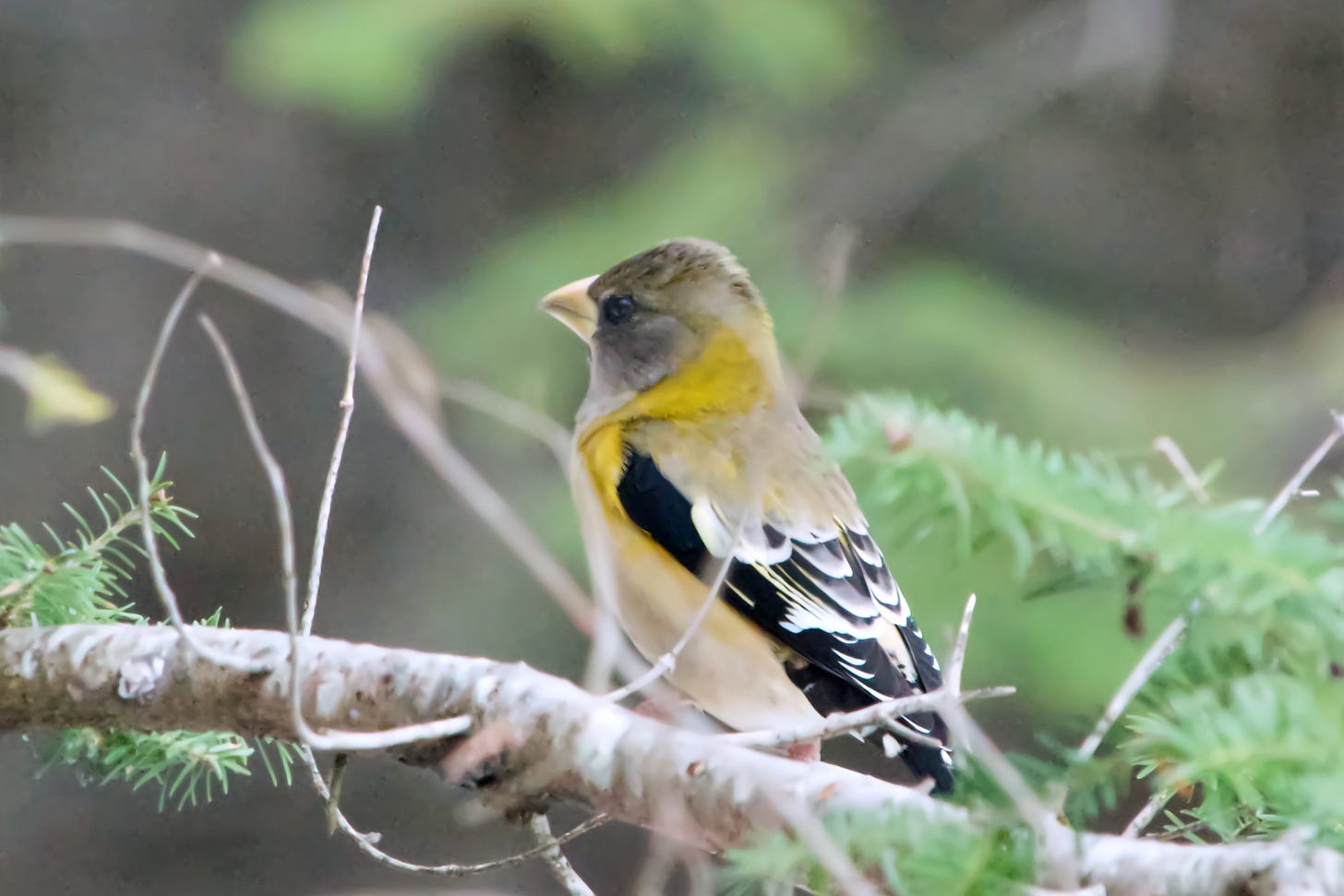 A young Evening Grosbeak perches on a Balsam Fir branch.