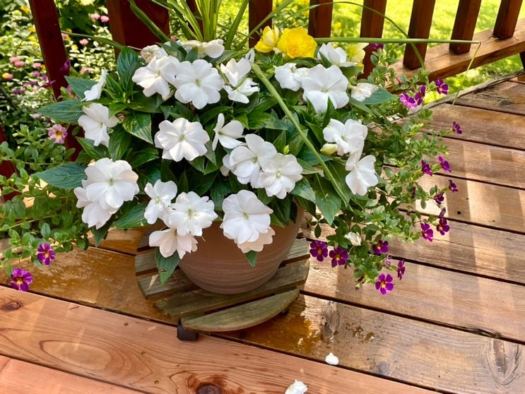 A potted plant with white flowers on a wooden deck

Description automatically generated