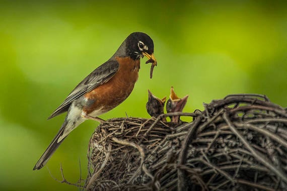 Home Wall Decor of Red Robin Feeding Baby Birds, Robin Bird Nest, Mother Bird With Young, Bird Fine Art, Nature Photography, Canvas Wraps - Etsy Home Wall Decor of Red Robin Feeding Baby Birds, Robin Bird Nest, Mother Bird With Young, Bird Fine Art, Nature Photography, Canvas Wraps - Etsy
