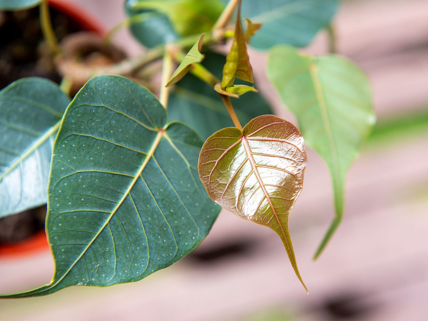 ID: Close up on new heart shaped ficus leaf