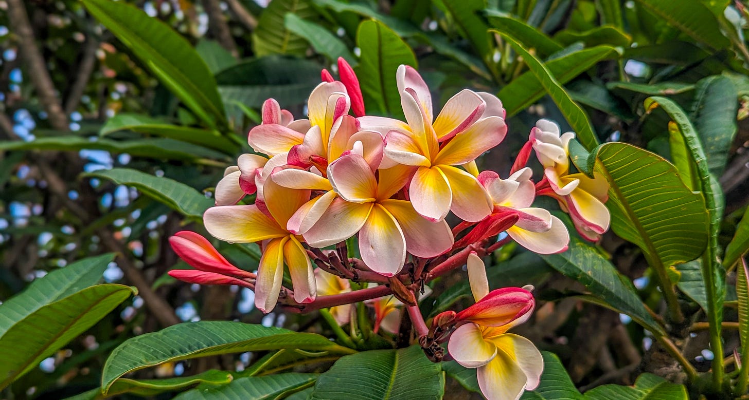 Frangipani flowers.