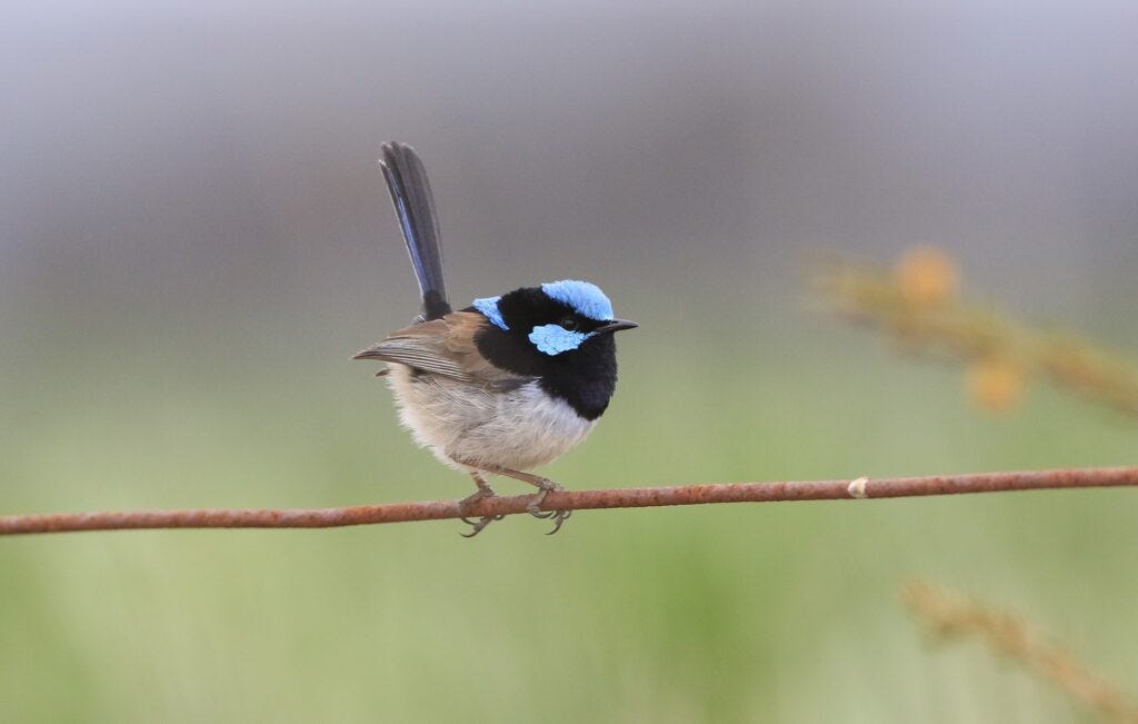Superb Fairy Wren
