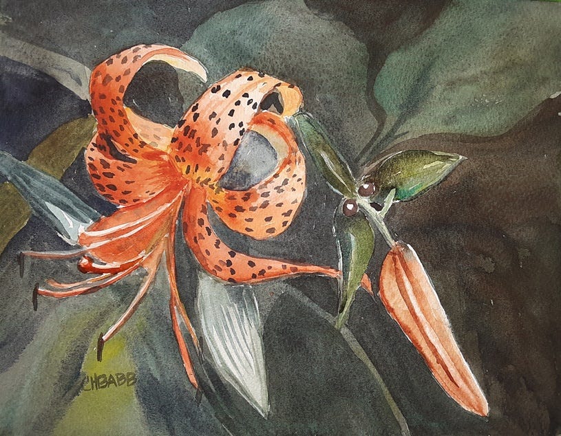 orage spotted turk's cap lily with bud and seeds