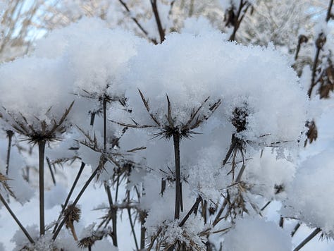 Perennial seed heads in winter