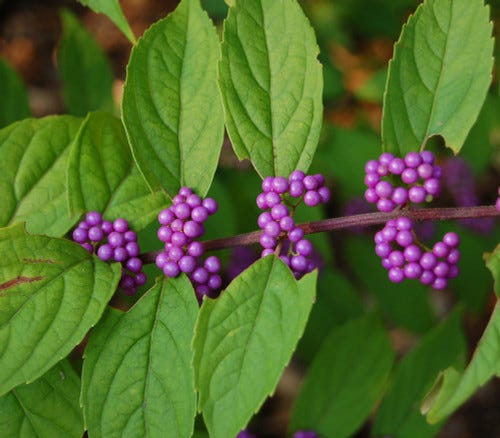 Callicarpa dichotoma - Purple Beautyberry