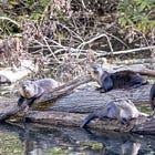 Just Wild-Eyed River Otters