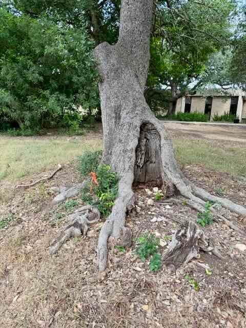 Damaged oak tree with hollow trunk and pruned branches outside office building with window visible in background