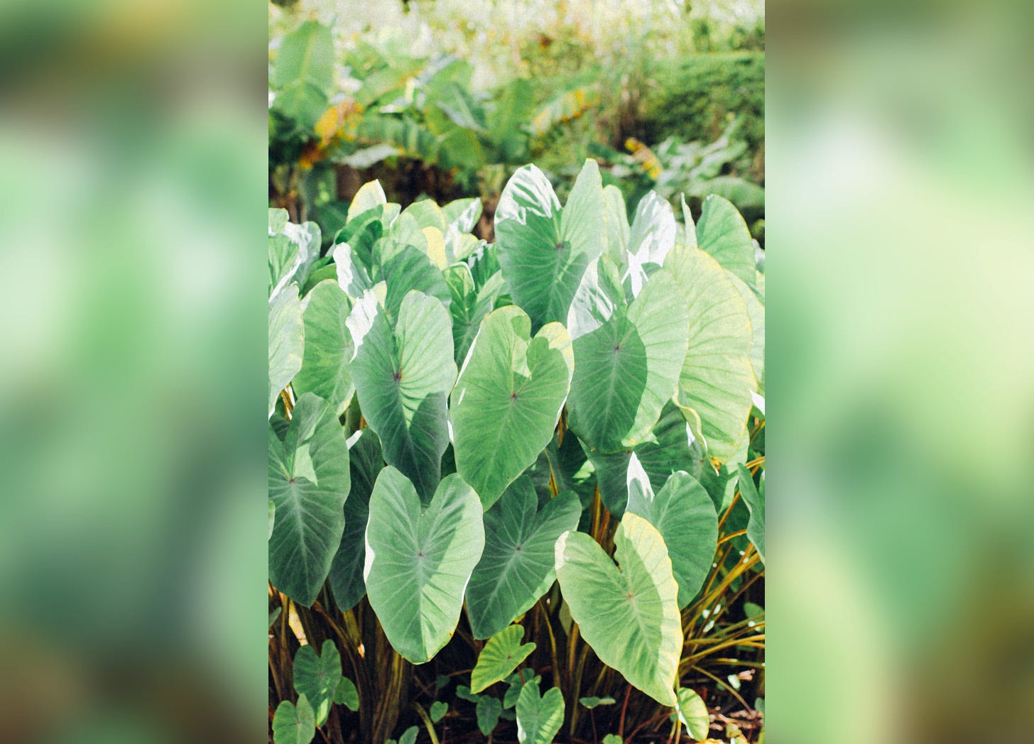 Deep green heart-shaped leaves in a field in sunlight Deep green heart-shaped leaves in a field in sunlight