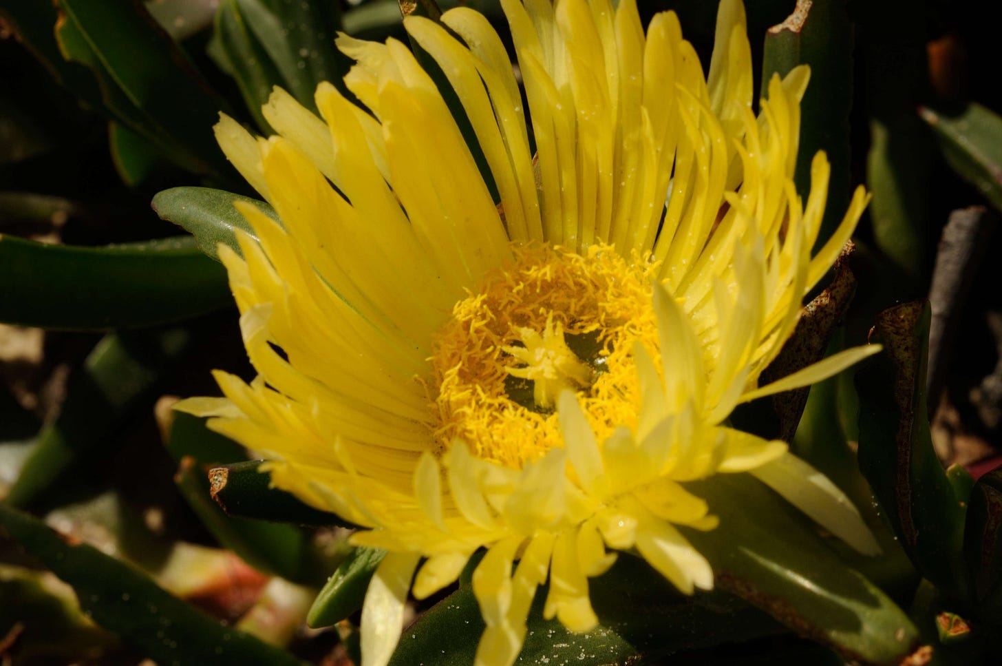 Carpobrotus edulis [flower - ATLAS - A. Bonnitcha, 2014].jpeg