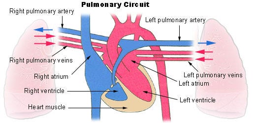 Circulatory Pathways | SEER Training Circulatory Pathways | SEER Training