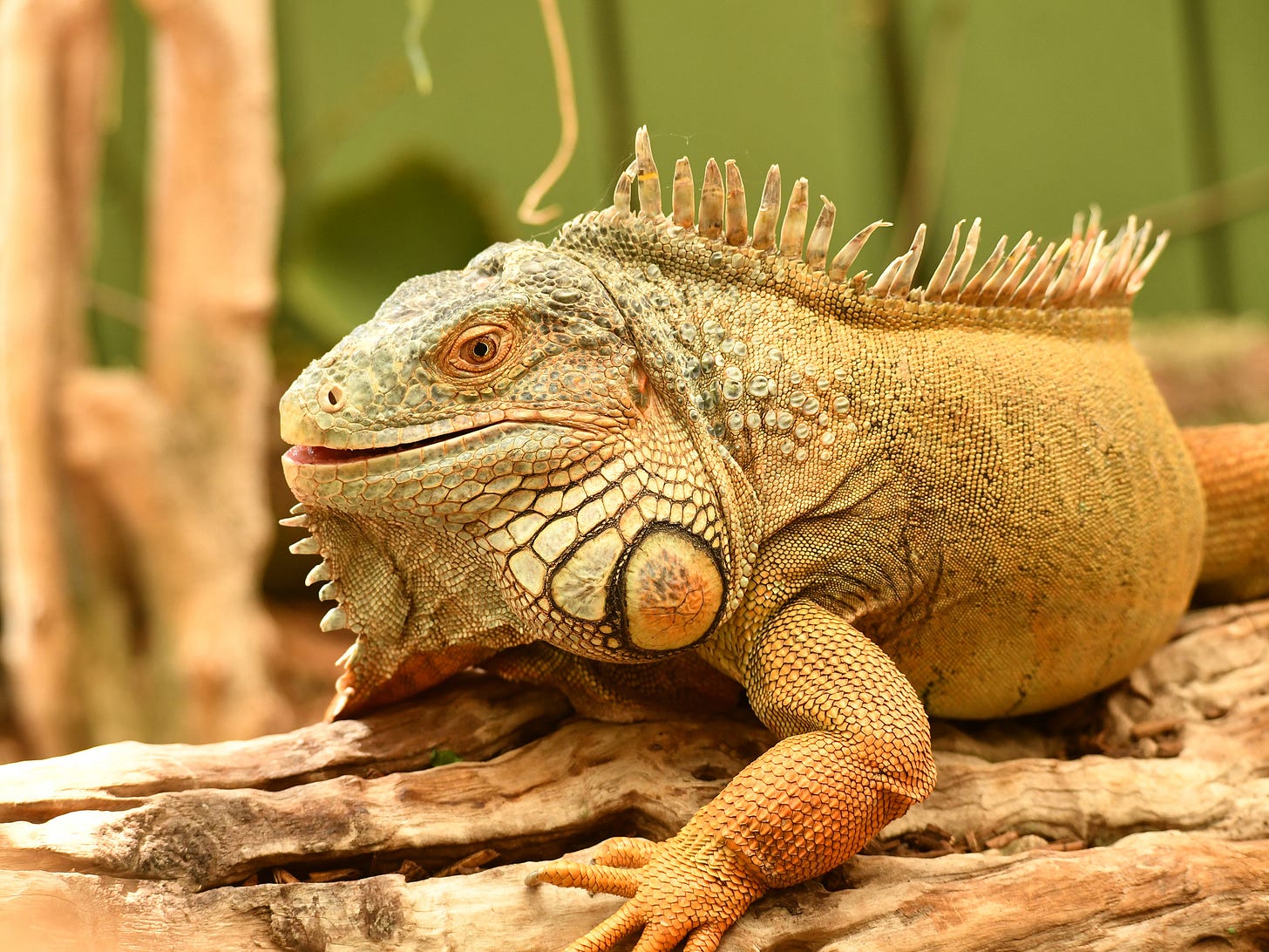 Iguana Forest - Colchester Zoological Society Iguana Forest - Colchester Zoological Society