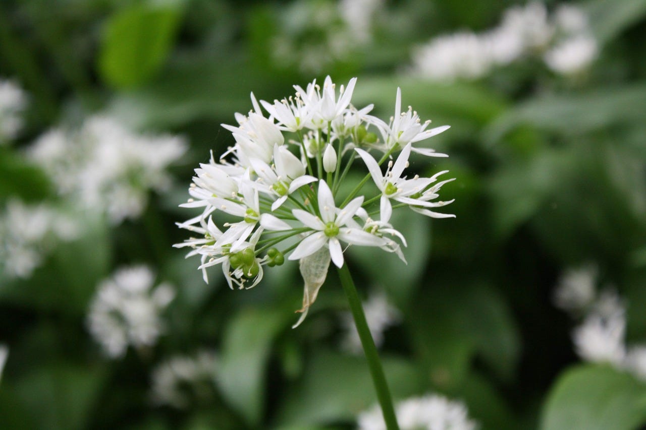 Wild garlic flower