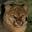 bowtiedjaguarundi's avatar
