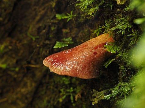 red pink beefsteak mushroom