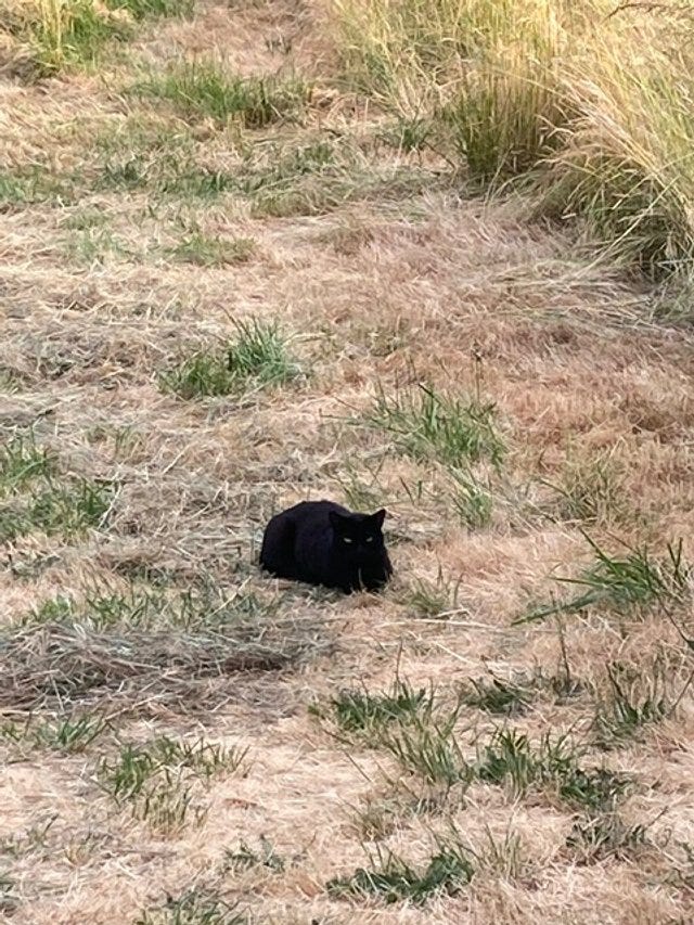 cat guarding the mossygoat farm hay field cat guarding the mossygoat farm hay field