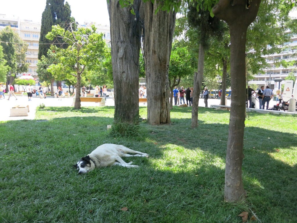 No really, what's going on? Why are there so many dogs. No really, what's going on? Why are there so many dogs.