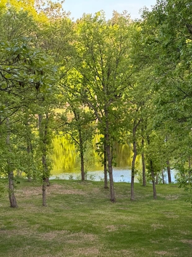 A group of trees in a grassy area

AI-generated content may be incorrect.