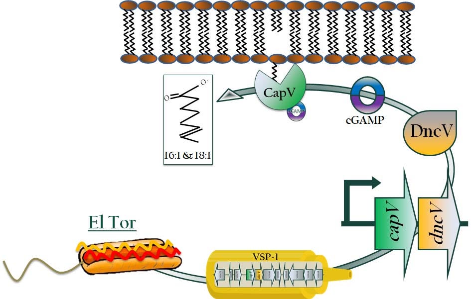 In this cartoon, El TorÂ V. choleraeÂ is represented by the hot dog, and its acquisition of two unique genomic islands, VSP-1 and VSP-2, by ketchup and mustard.Â dncVÂ andÂ capVÂ are both encoded in VSP-1