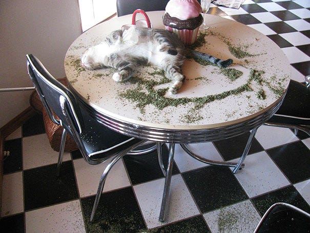 Catnip Catnap Catnip Catnap