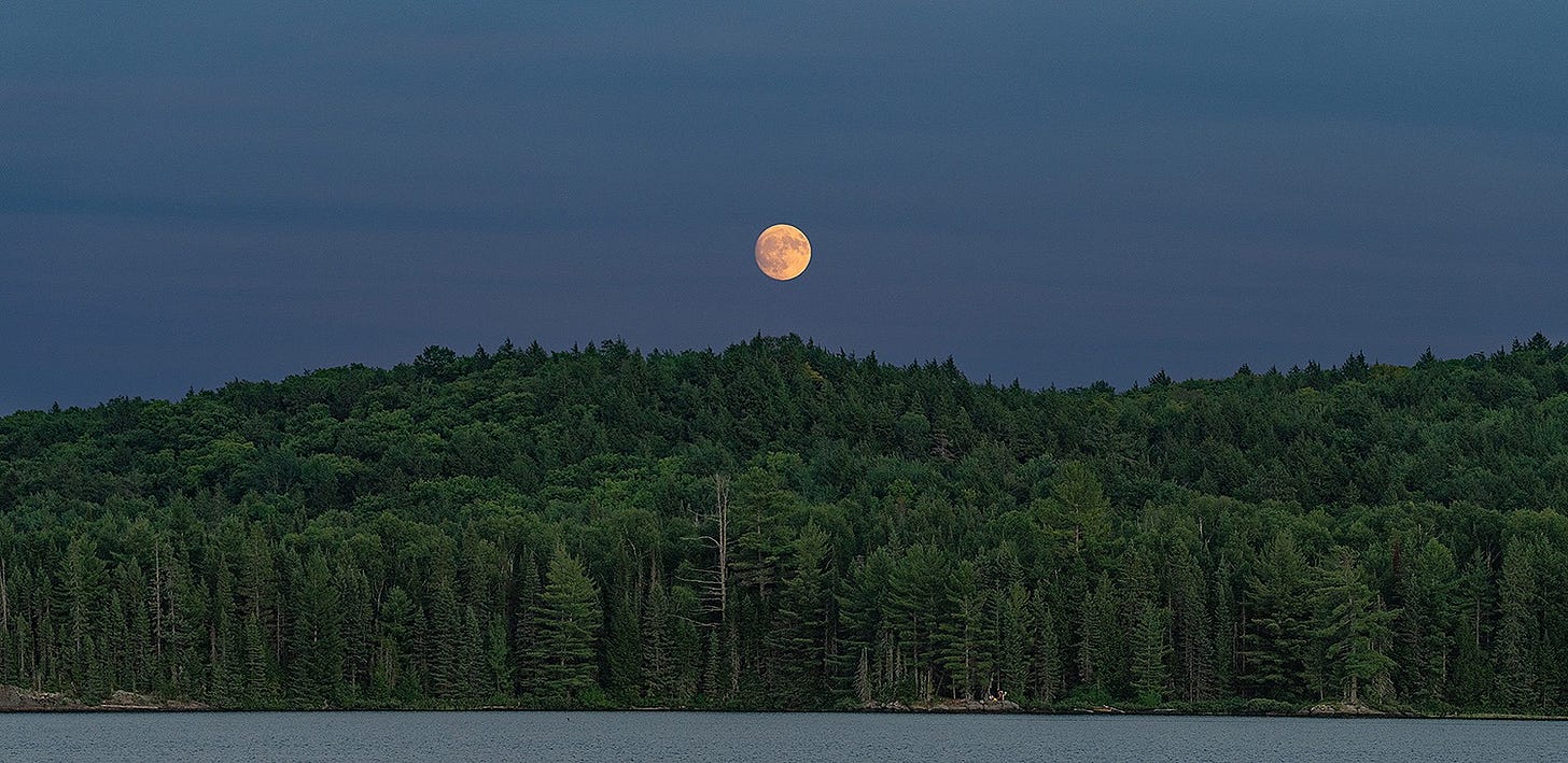 Algonquin • Fotografia panorâmica feita com uma Nikon Z 180-600 F/6.3. Algonquin • Fotografia panorâmica feita com uma Nikon Z 180-600 F/6.3.