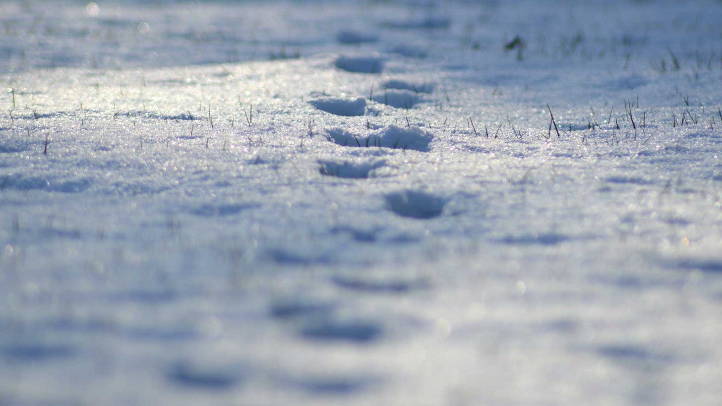 Photo of footsteps in newly fallen snow. Credit Henry Pearsall.