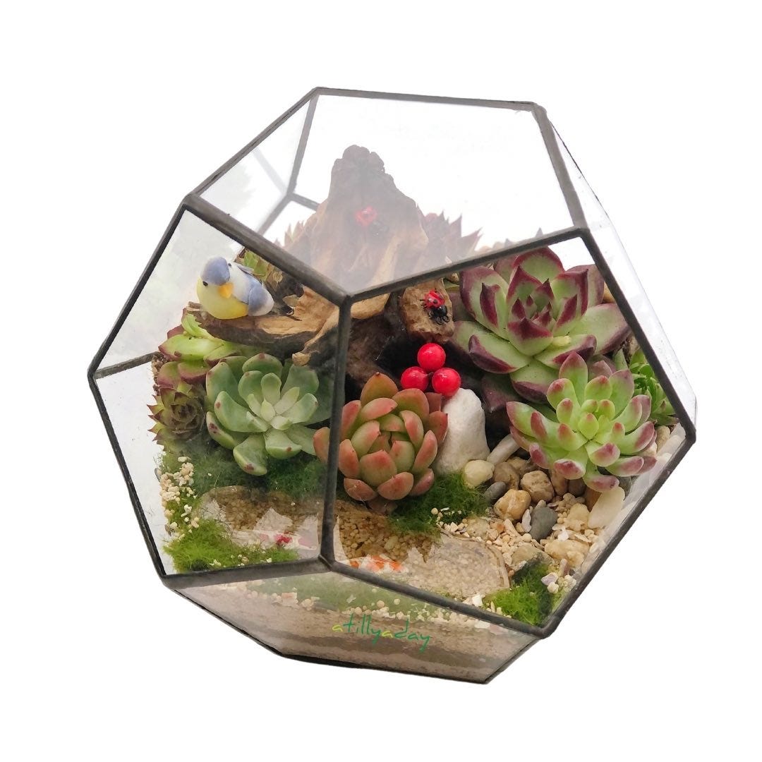 succulents terrarium succulents terrarium