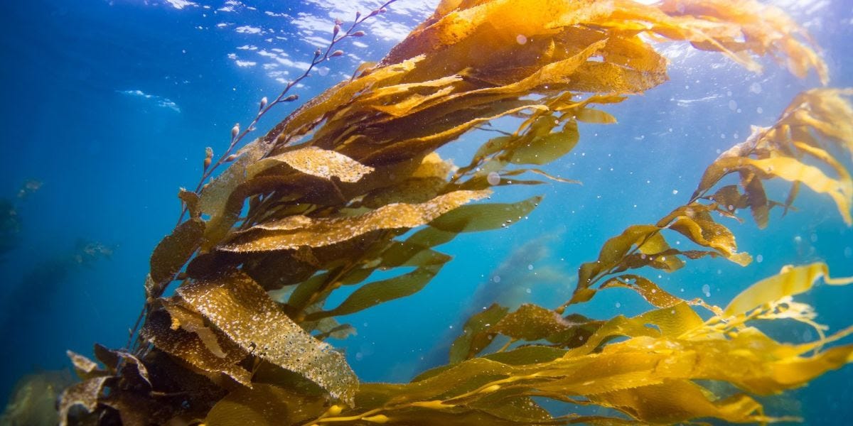 Kelp forest with sunlight shining on it