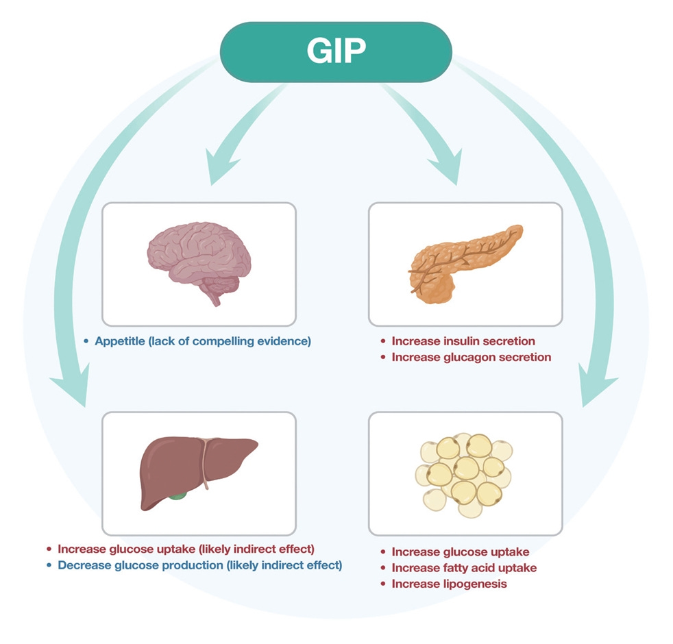 A Gastroenterologists thoughts on Mounjaro