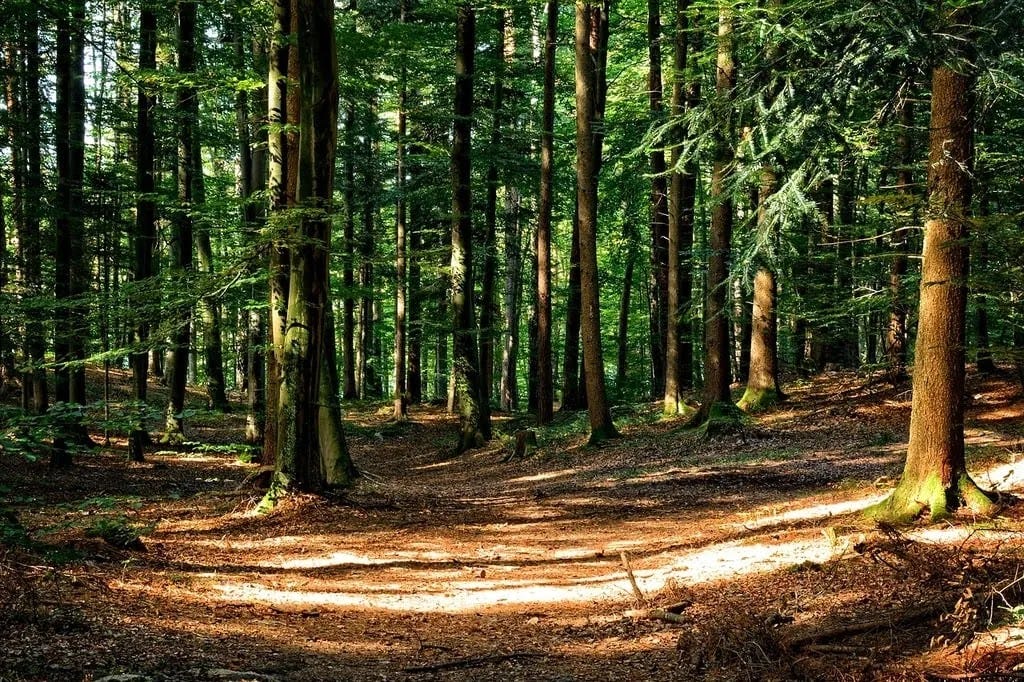Criatura misteriosa é encontrada em floresta russa. Criatura misteriosa é encontrada em floresta russa.
