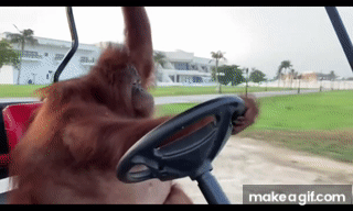 Orangutan Driving Golf Cart on Make a GIF
