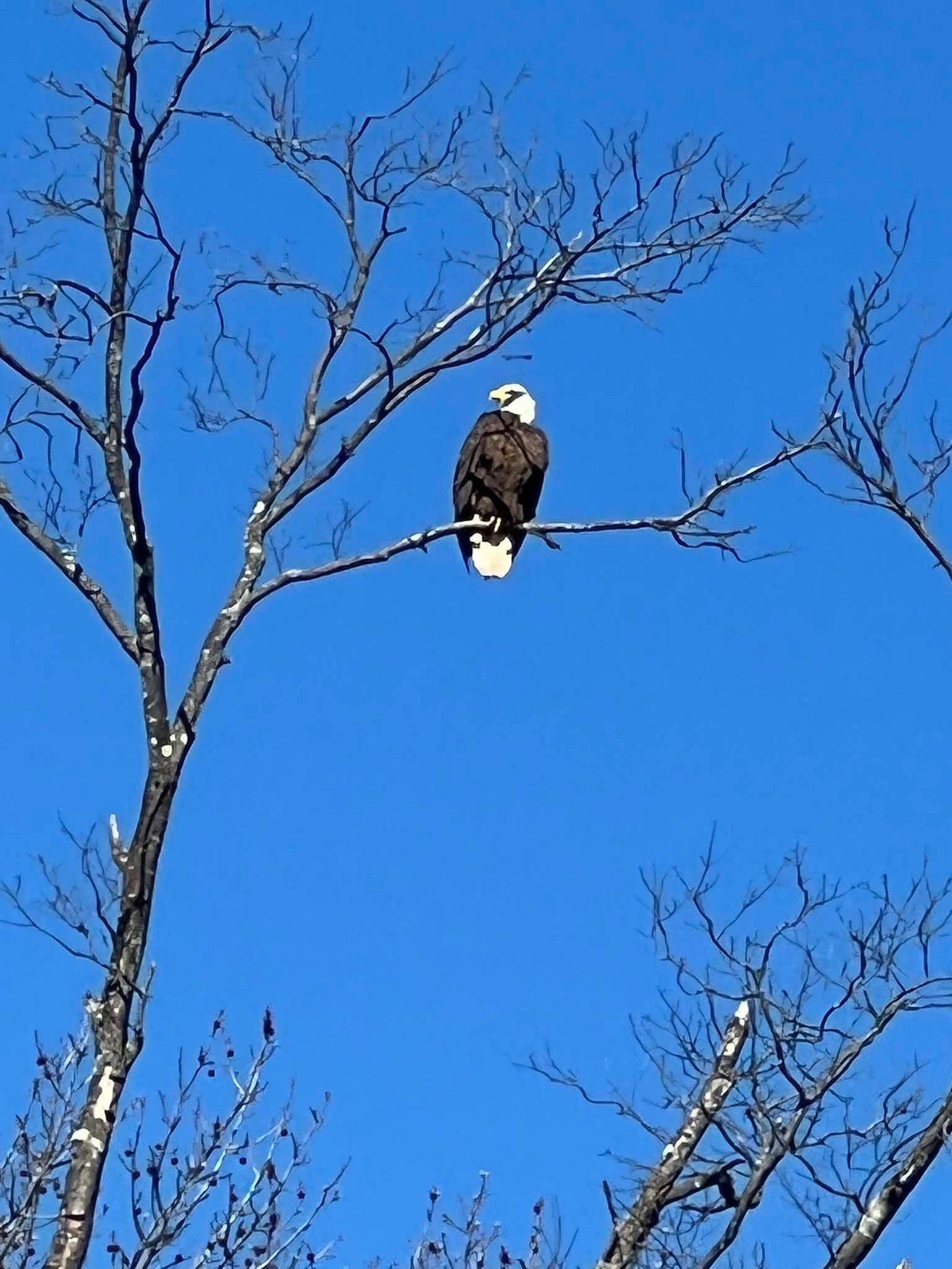 eagle on branch near Bristol eagle on branch near Bristol