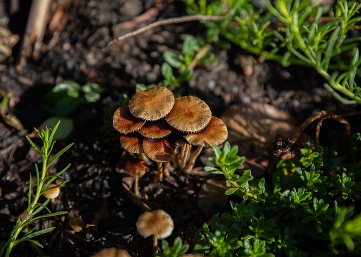 Australian native garden